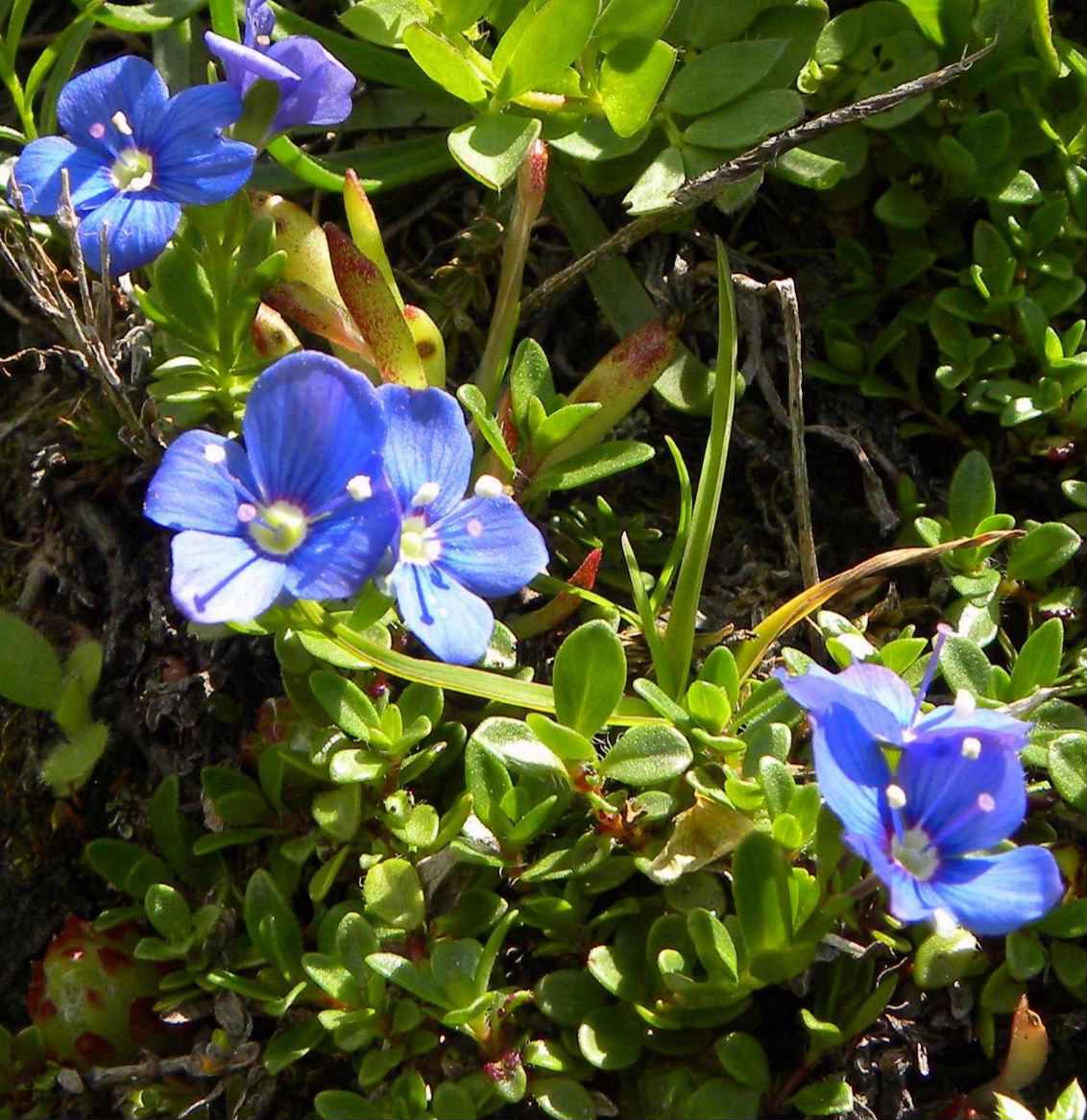 Veronica fruticans